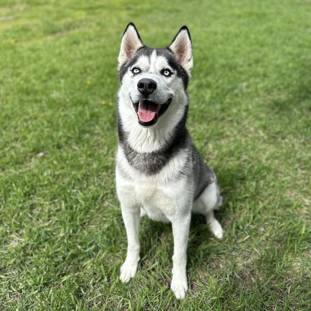Shadow, an adoptable Mixed Breed in Buffalo, WY, 82834 | Photo Image 4