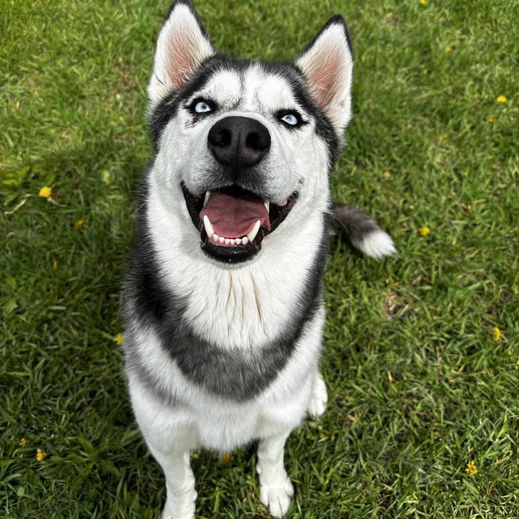 Shadow, an adoptable Mixed Breed in Buffalo, WY, 82834 | Photo Image 5