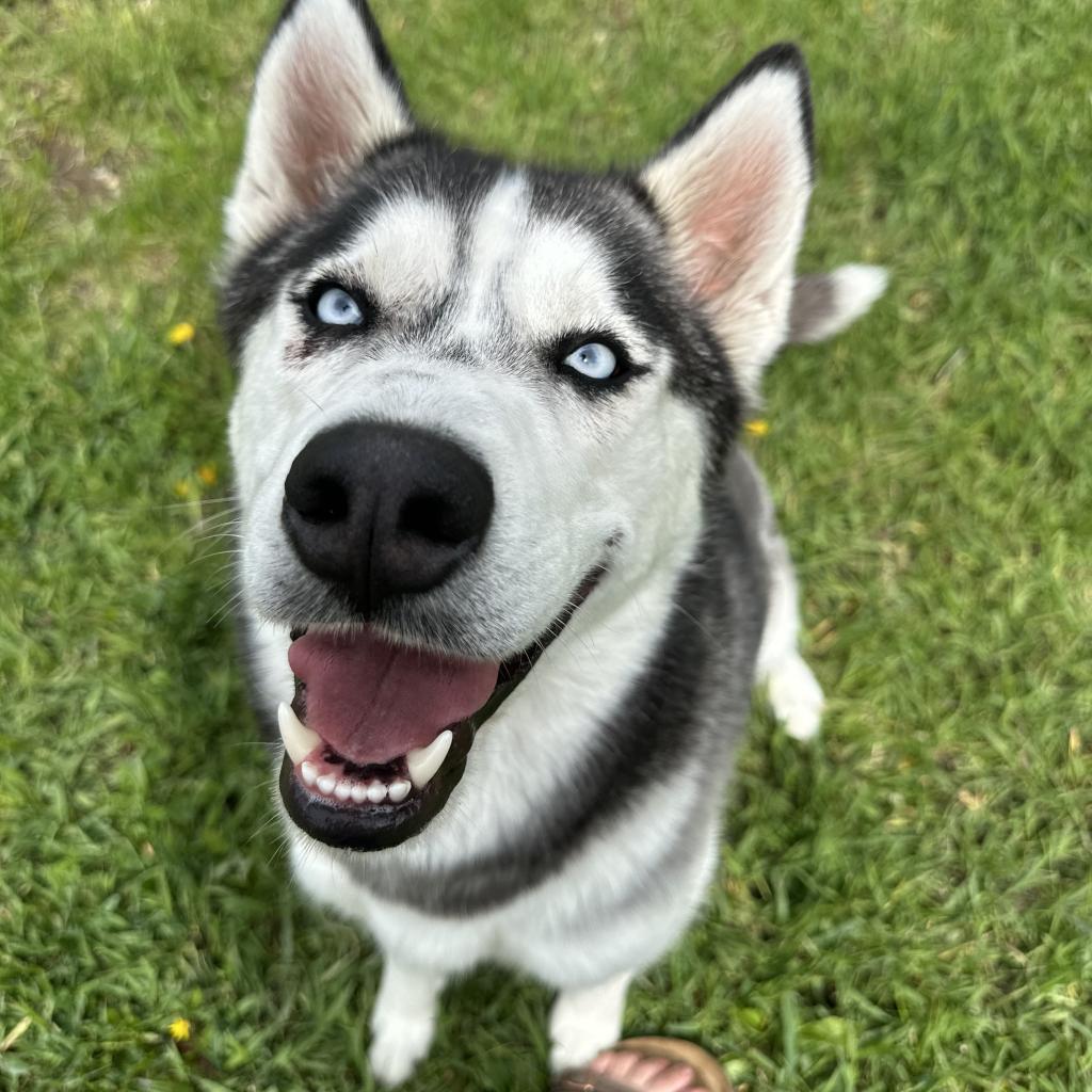 Shadow, an adoptable Mixed Breed in Buffalo, WY, 82834 | Photo Image 6