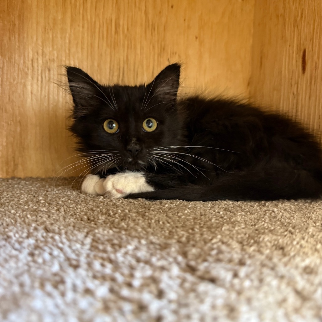 Pine ( Knotty ), an adoptable Domestic Medium Hair in Buffalo, WY, 82834 | Photo Image 1