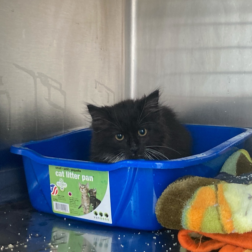 Pine ( Knotty ), an adoptable Domestic Medium Hair in Buffalo, WY, 82834 | Photo Image 2