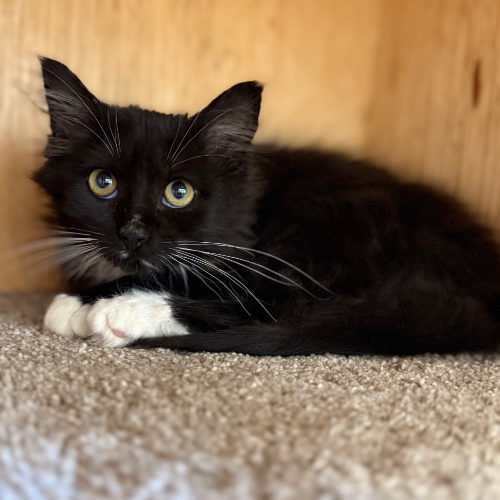 Pine ( Knotty ), an adoptable Domestic Medium Hair in Buffalo, WY, 82834 | Photo Image 4