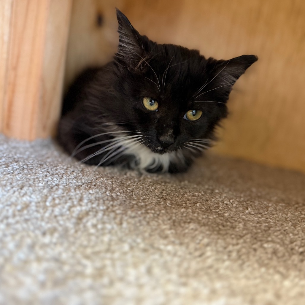 Pine ( Knotty ), an adoptable Domestic Medium Hair in Buffalo, WY, 82834 | Photo Image 5