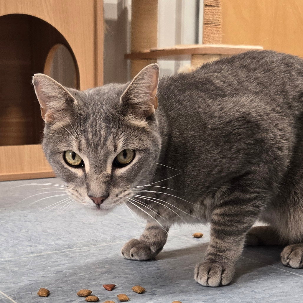 Ozzy, an adoptable Domestic Short Hair in Buffalo, WY, 82834 | Photo Image 1