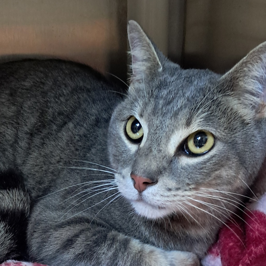 Ozzy, an adoptable Domestic Short Hair in Buffalo, WY, 82834 | Photo Image 2