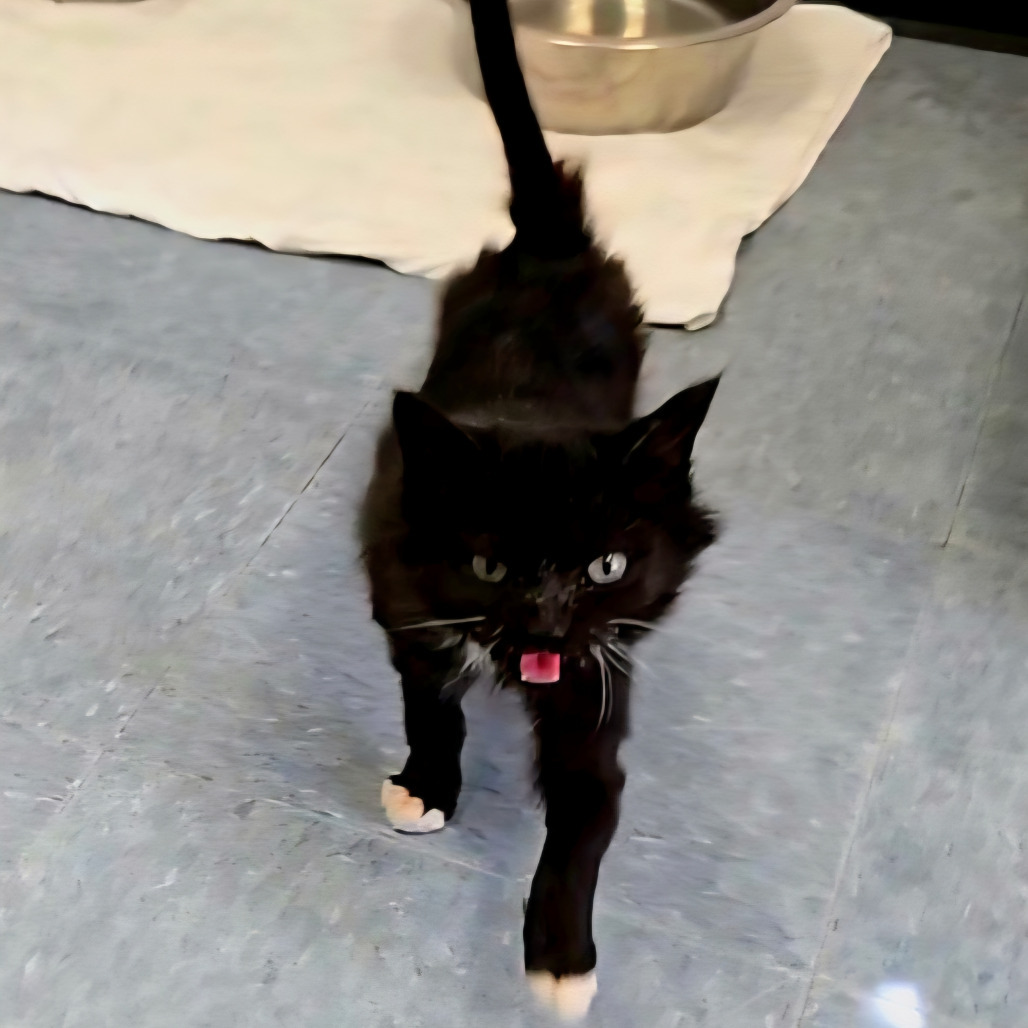 Mojo, an adoptable Domestic Medium Hair in Buffalo, WY, 82834 | Photo Image 1