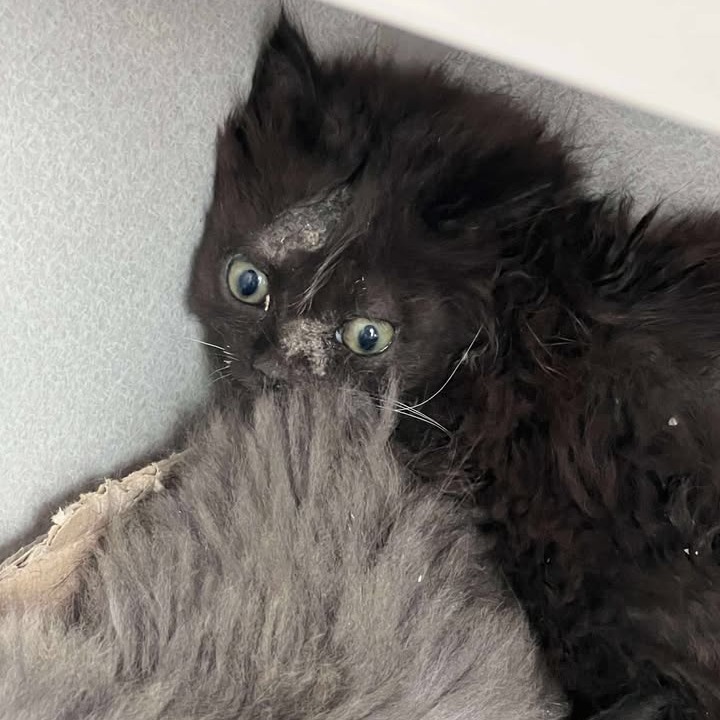 Mojo, an adoptable Domestic Medium Hair in Buffalo, WY, 82834 | Photo Image 2