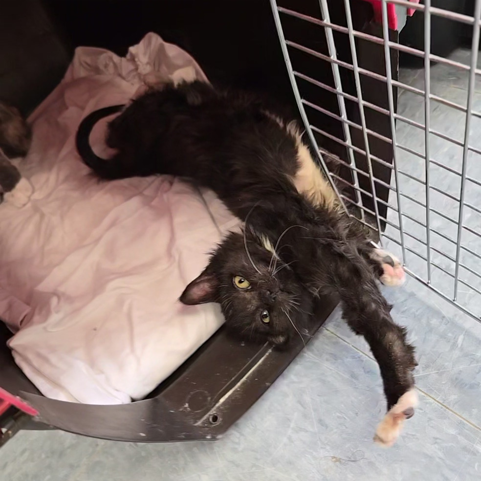 Mojo, an adoptable Domestic Medium Hair in Buffalo, WY, 82834 | Photo Image 3