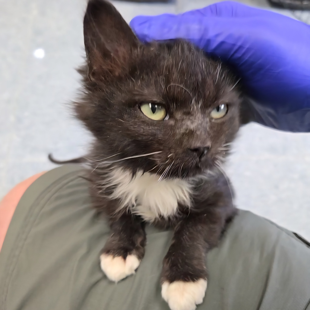 Mojo, an adoptable Domestic Medium Hair in Buffalo, WY, 82834 | Photo Image 4