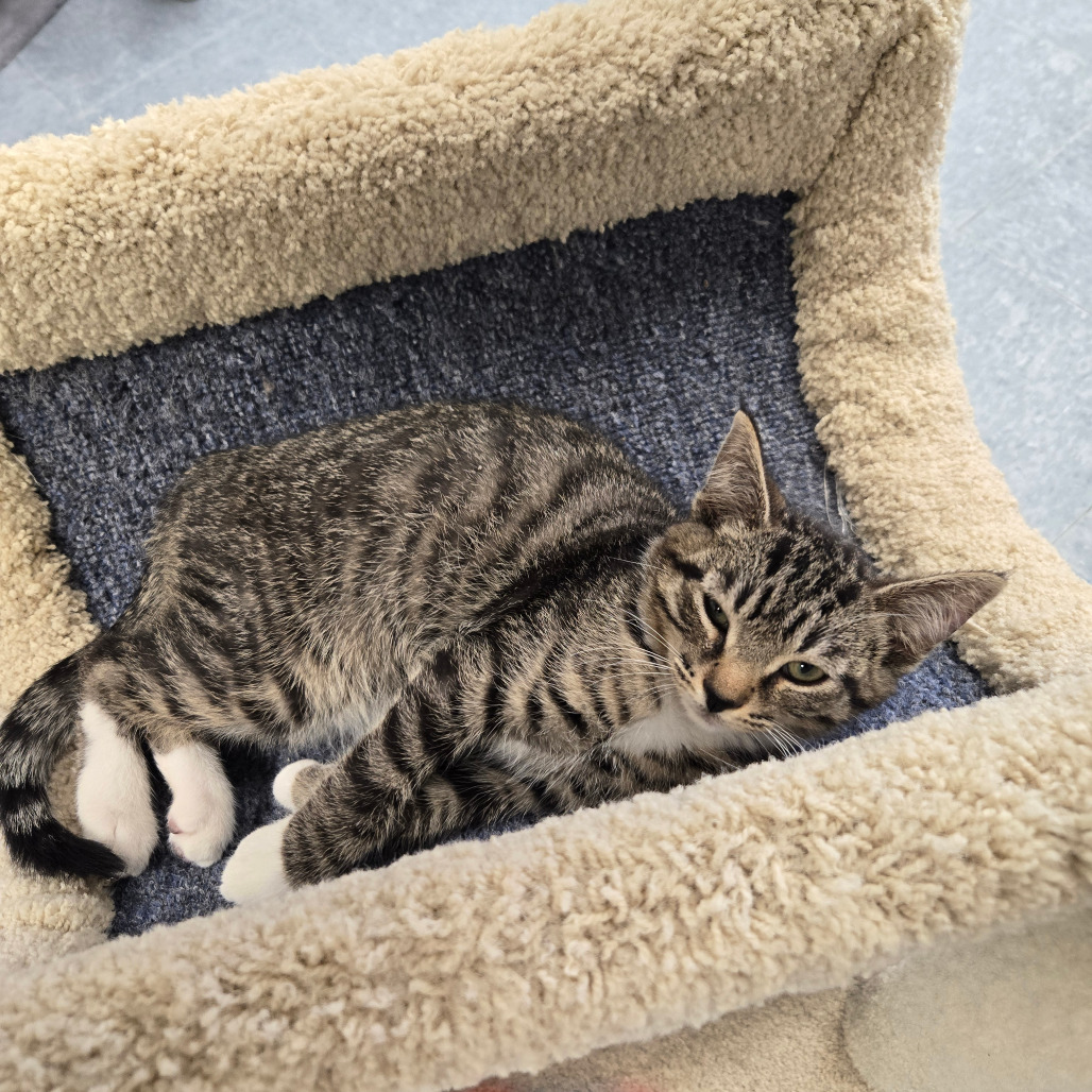Cotton, an adoptable Domestic Short Hair in Buffalo, WY, 82834 | Photo Image 1