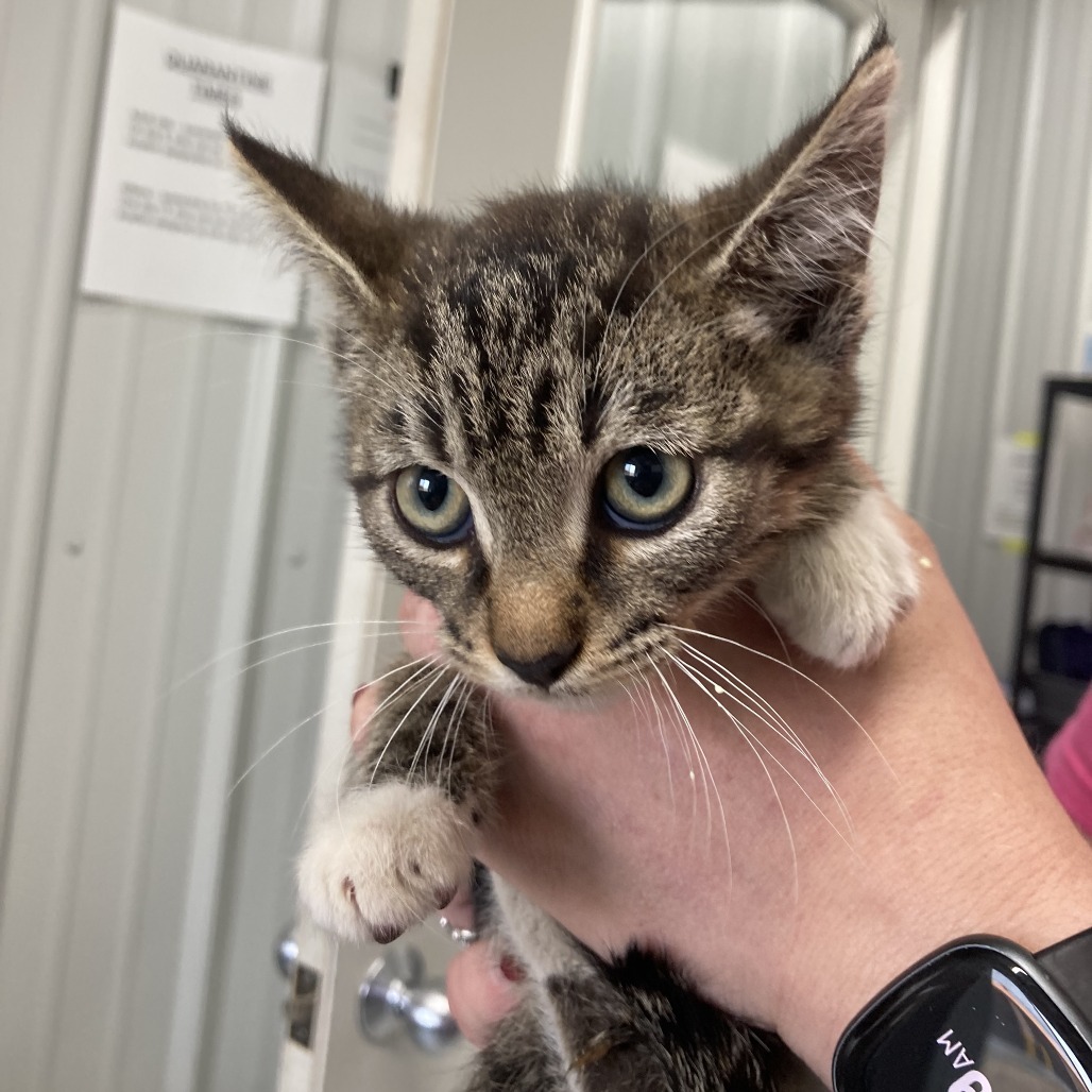 Cotton, an adoptable Domestic Short Hair in Buffalo, WY, 82834 | Photo Image 2