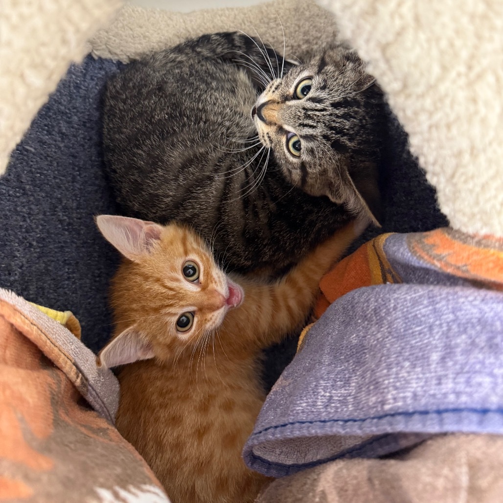 Cotton, an adoptable Domestic Short Hair in Buffalo, WY, 82834 | Photo Image 3