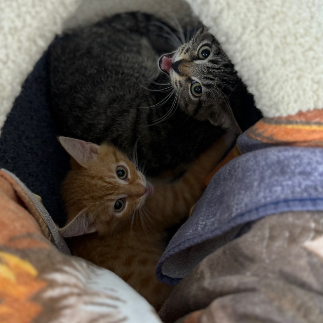 Cotton, an adoptable Domestic Short Hair in Buffalo, WY, 82834 | Photo Image 4