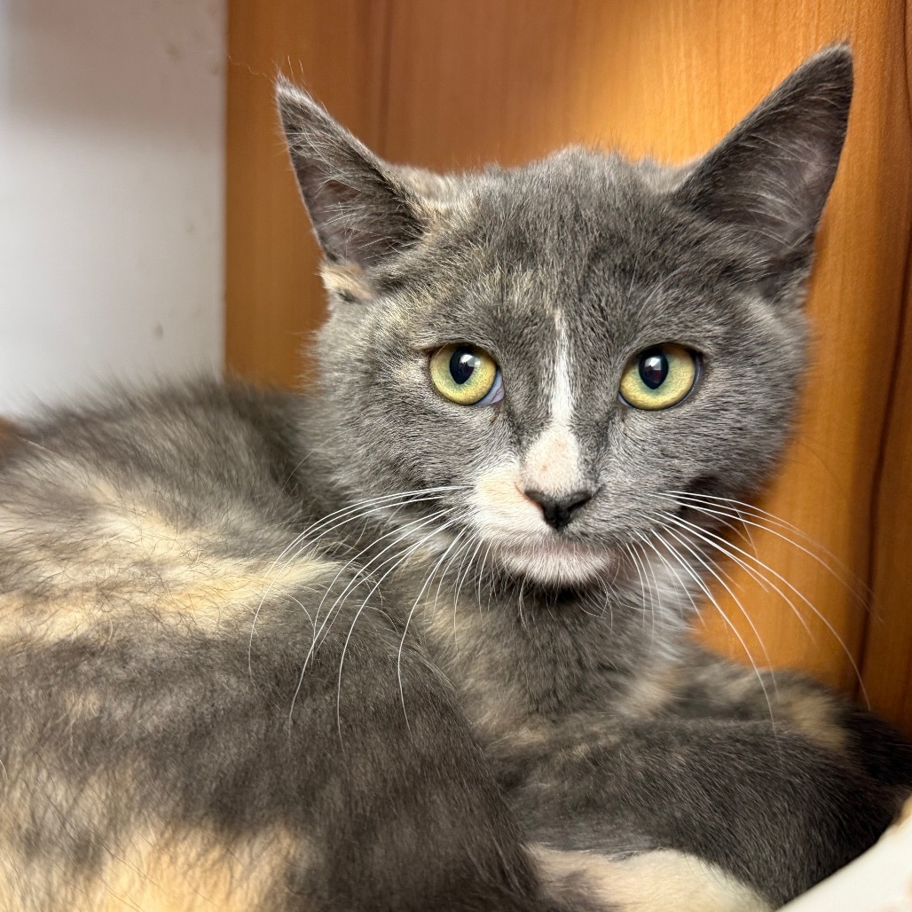 Ash, an adoptable Domestic Short Hair in Buffalo, WY, 82834 | Photo Image 1
