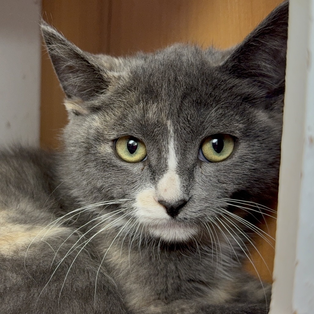 Ash, an adoptable Domestic Short Hair in Buffalo, WY, 82834 | Photo Image 2