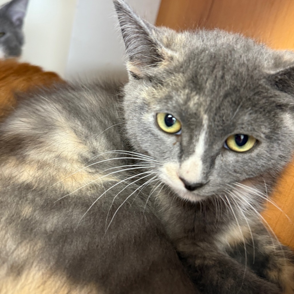 Ash, an adoptable Domestic Short Hair in Buffalo, WY, 82834 | Photo Image 3