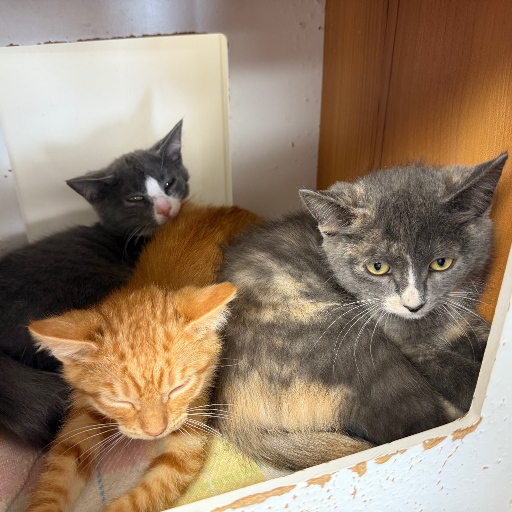 Ash, an adoptable Domestic Short Hair in Buffalo, WY, 82834 | Photo Image 4