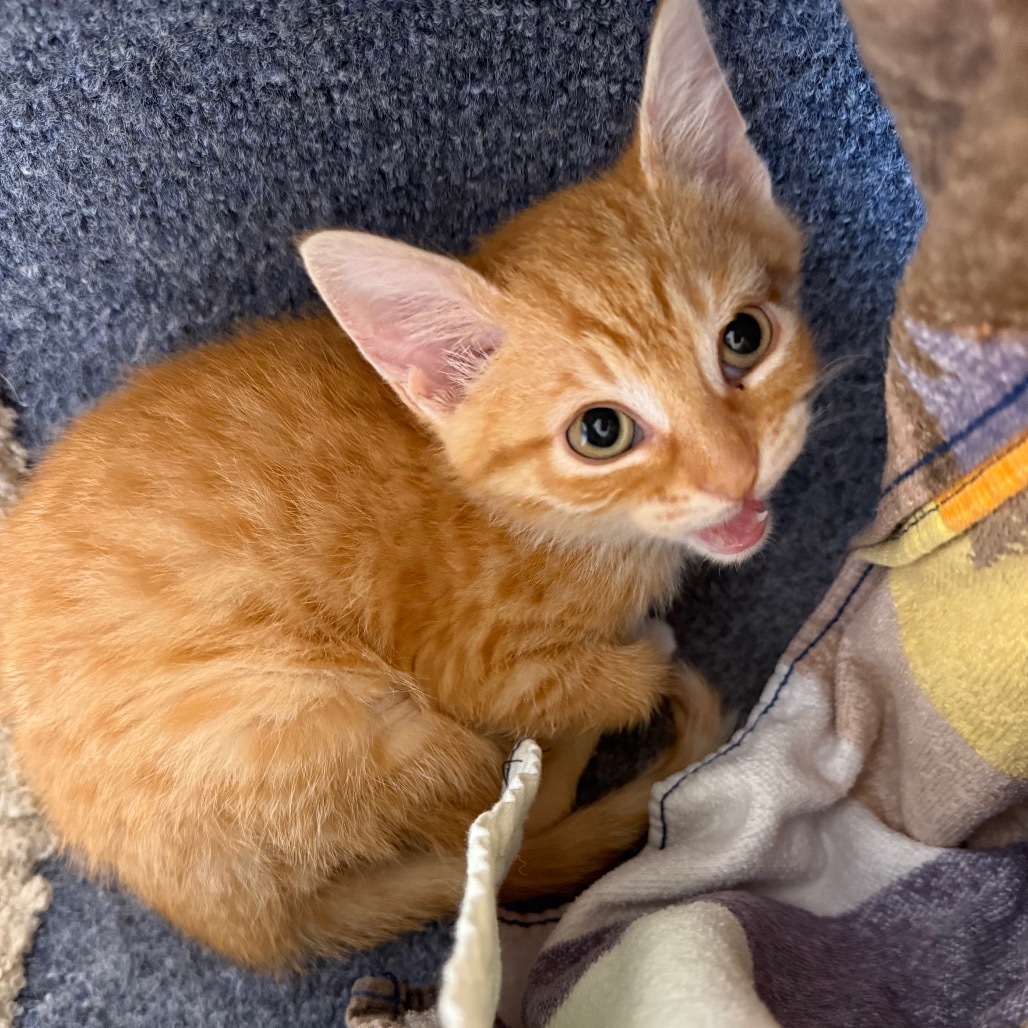 Buckshot, an adoptable Domestic Short Hair in Buffalo, WY, 82834 | Photo Image 1