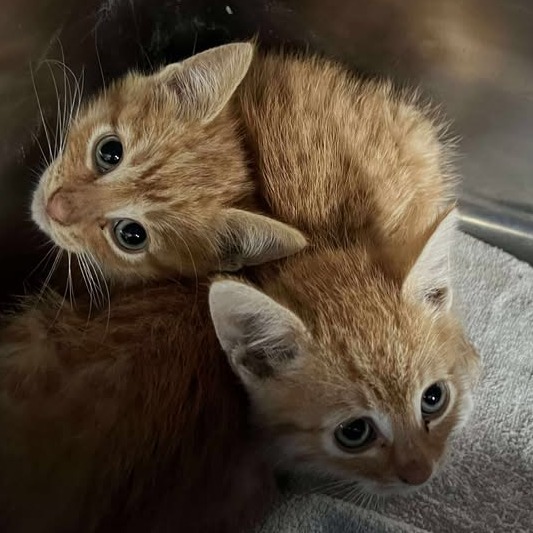 Buckshot, an adoptable Domestic Short Hair in Buffalo, WY, 82834 | Photo Image 2