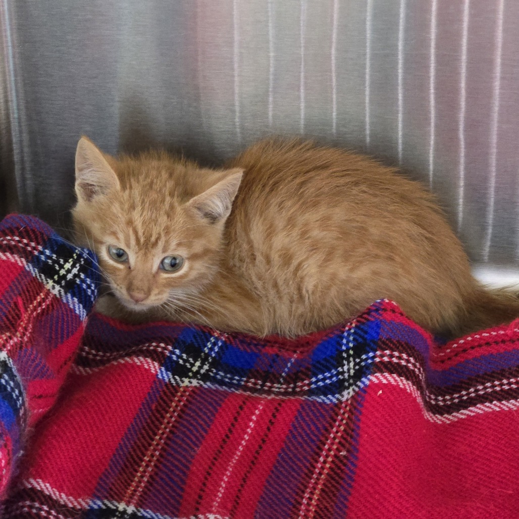 Buckshot, an adoptable Domestic Short Hair in Buffalo, WY, 82834 | Photo Image 3