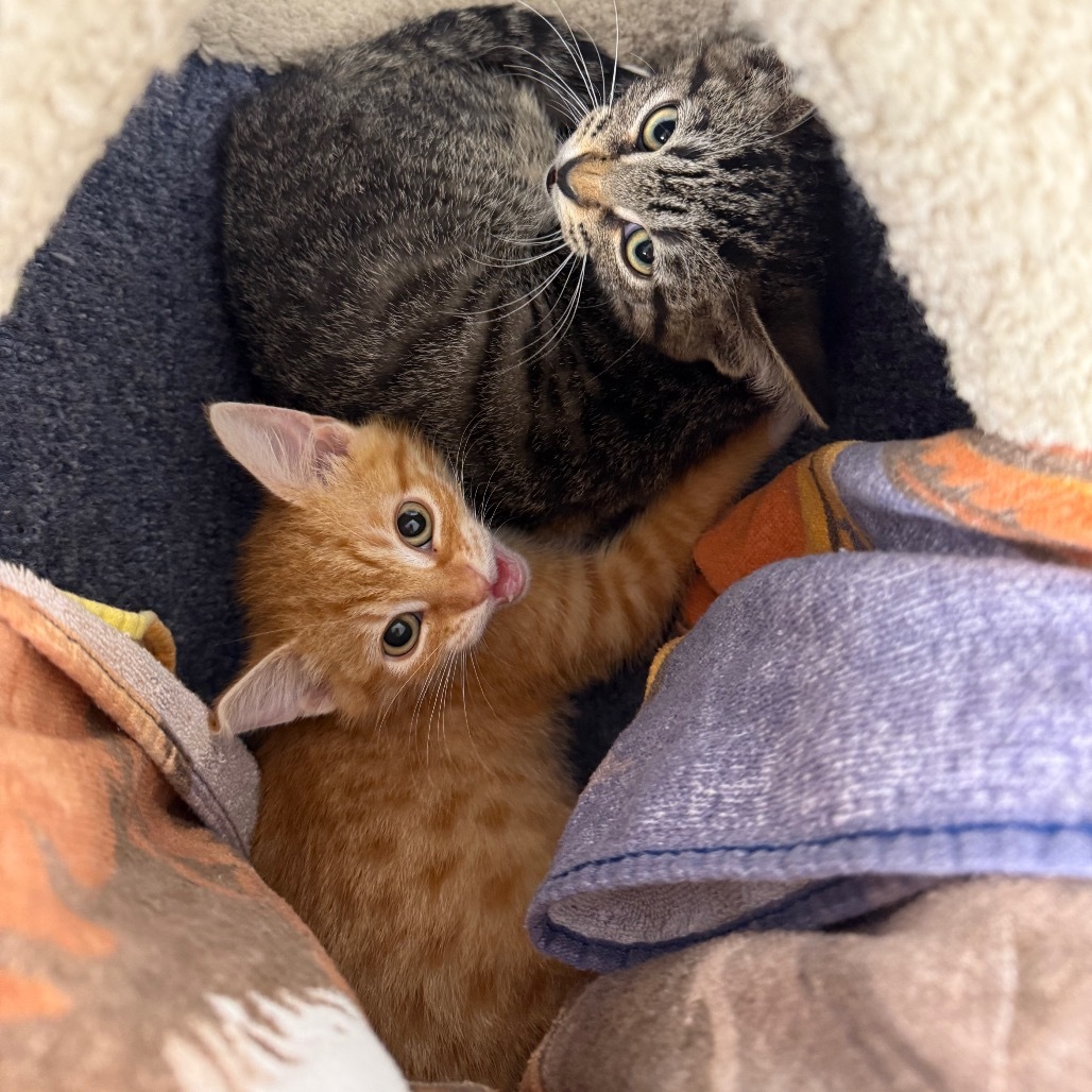 Buckshot, an adoptable Domestic Short Hair in Buffalo, WY, 82834 | Photo Image 4