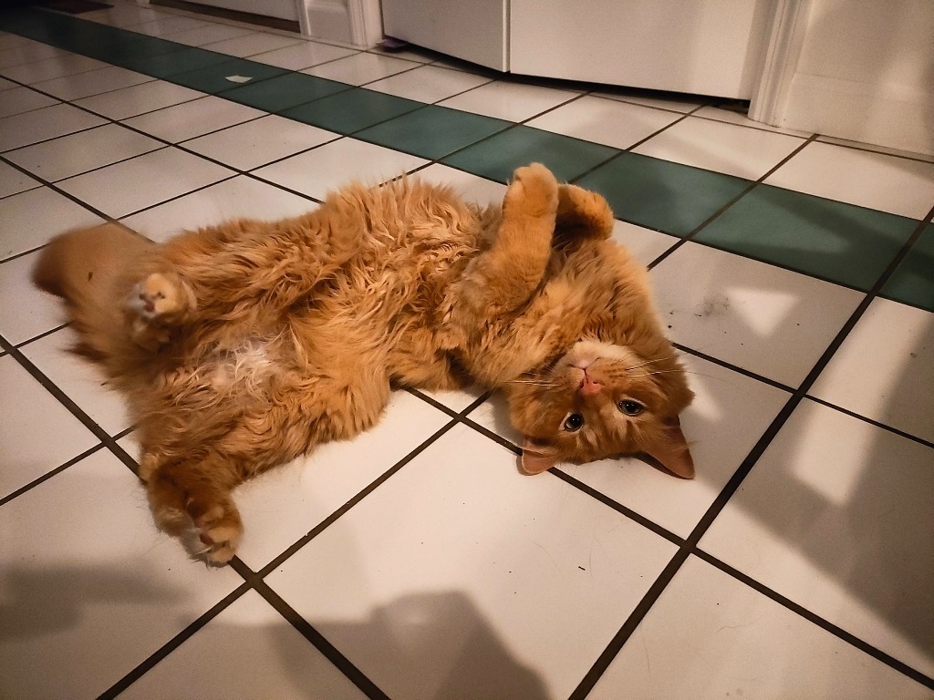 Buddy
