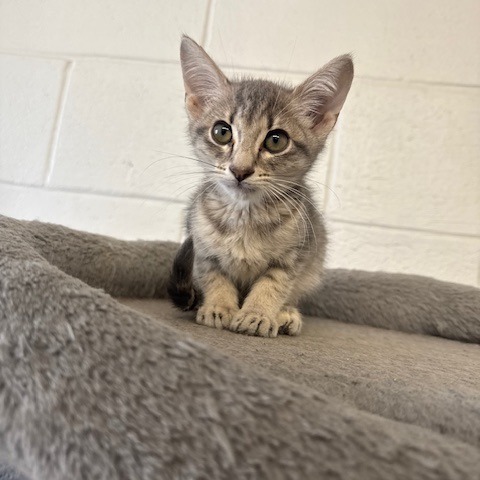 Charlene, an adoptable Domestic Short Hair in Port Aransas, TX, 78373 | Photo Image 1