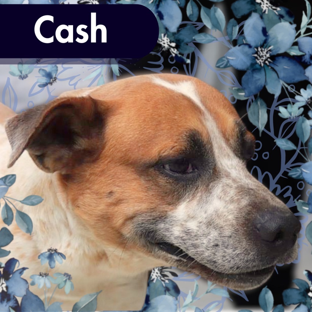 Cash