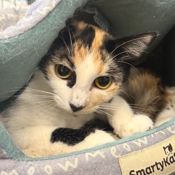 Callie(C000-346) - Claremont Location