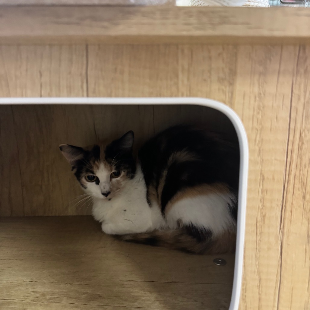 Callie(C000-346) - Claremont Location