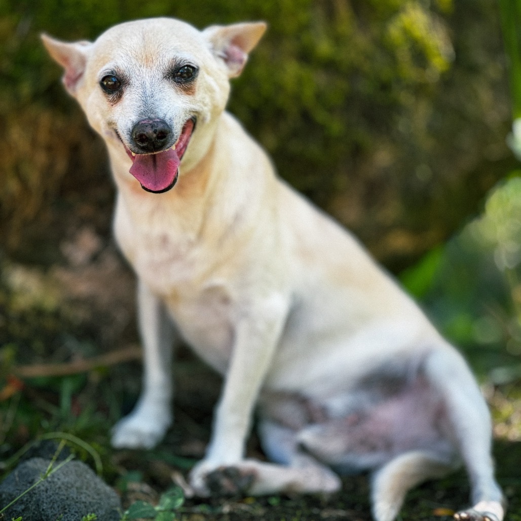Olaf (COH-A-64819), an adoptable Jack Russell Terrier, Mixed Breed in Keaau, HI, 96749 | Photo Image 1