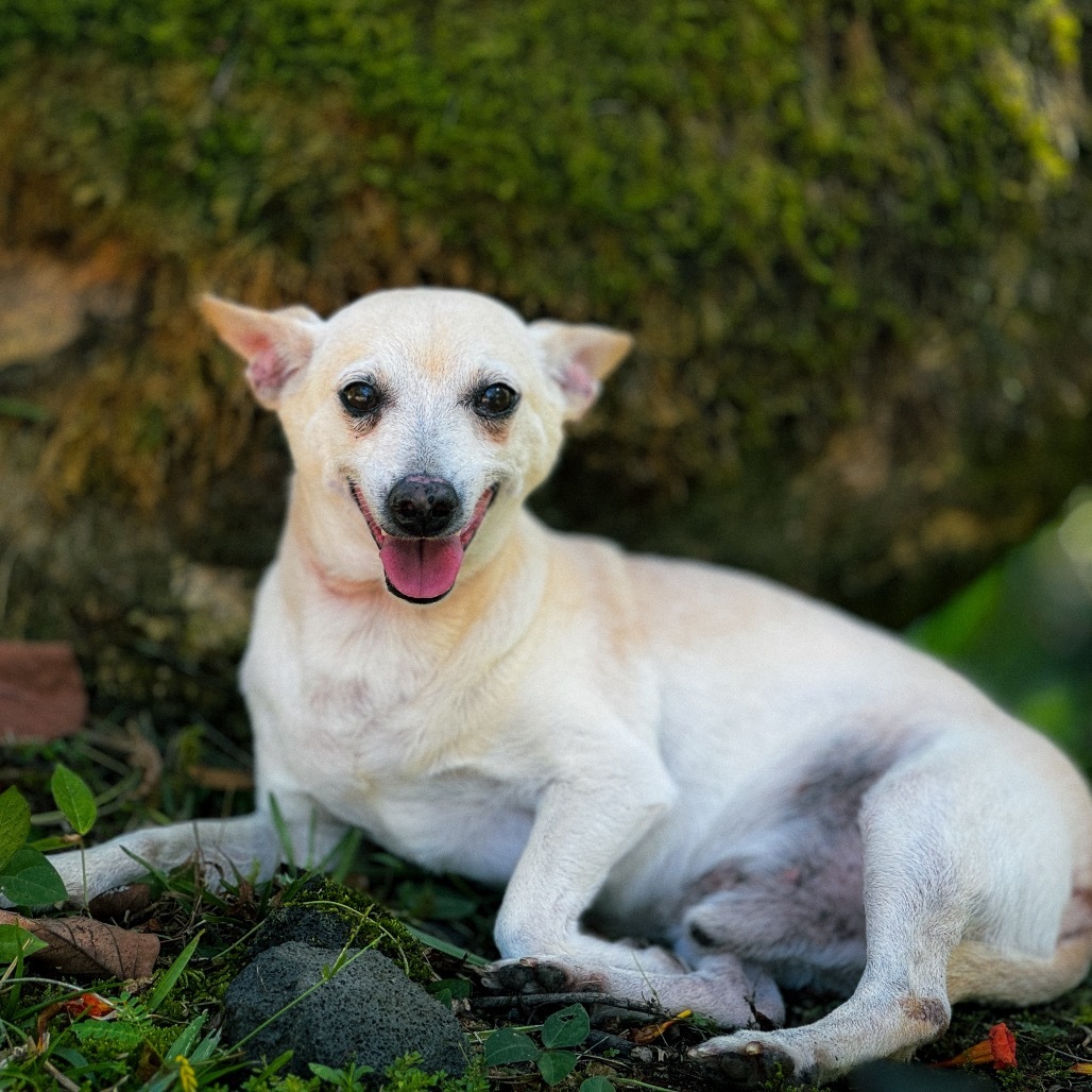 Olaf (COH-A-64819), an adoptable Jack Russell Terrier, Mixed Breed in Keaau, HI, 96749 | Photo Image 2