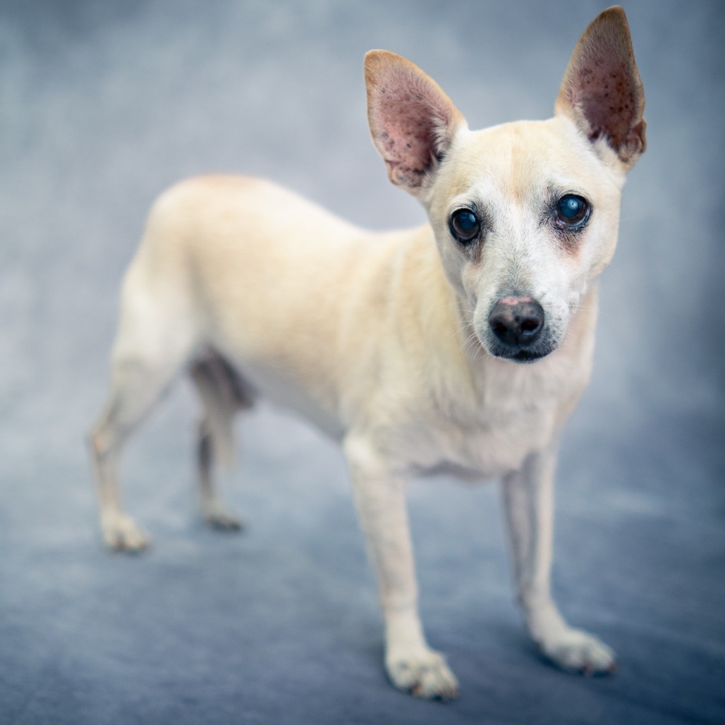 Olaf (COH-A-64819), an adoptable Jack Russell Terrier, Mixed Breed in Keaau, HI, 96749 | Photo Image 3