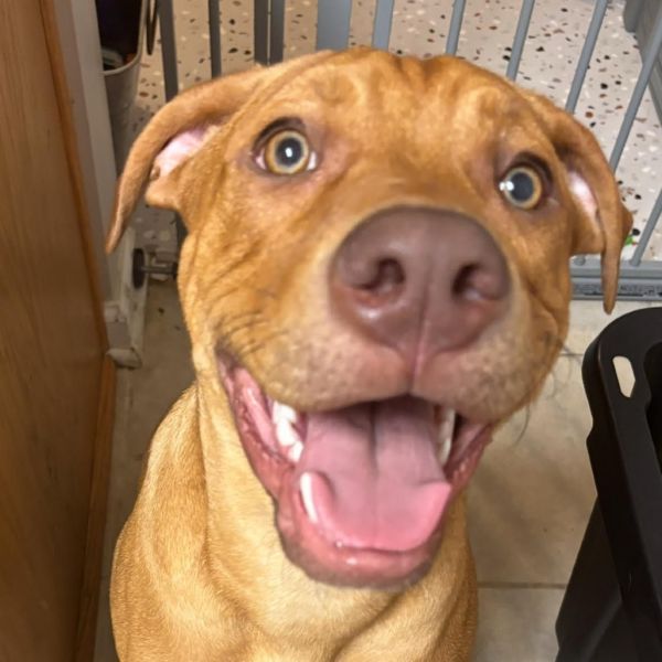 Tonka