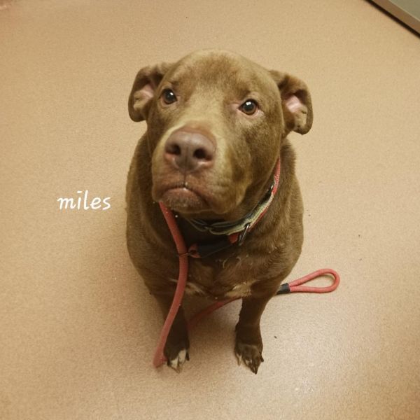 //-stray-miles thumbnail 5
