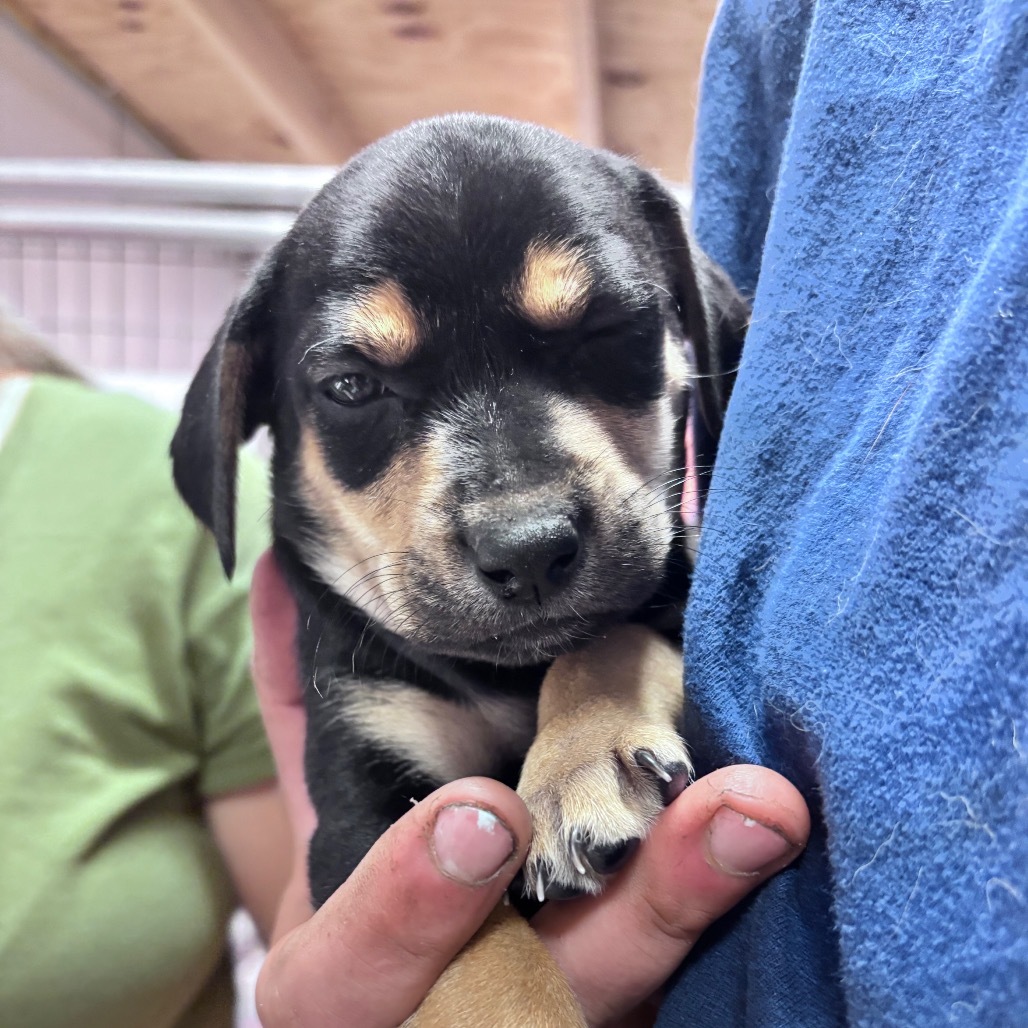Blueberry-Pup Dark pink collar, an adoptable Mixed Breed in Bismarck, ND, 58507 | Photo Image 1