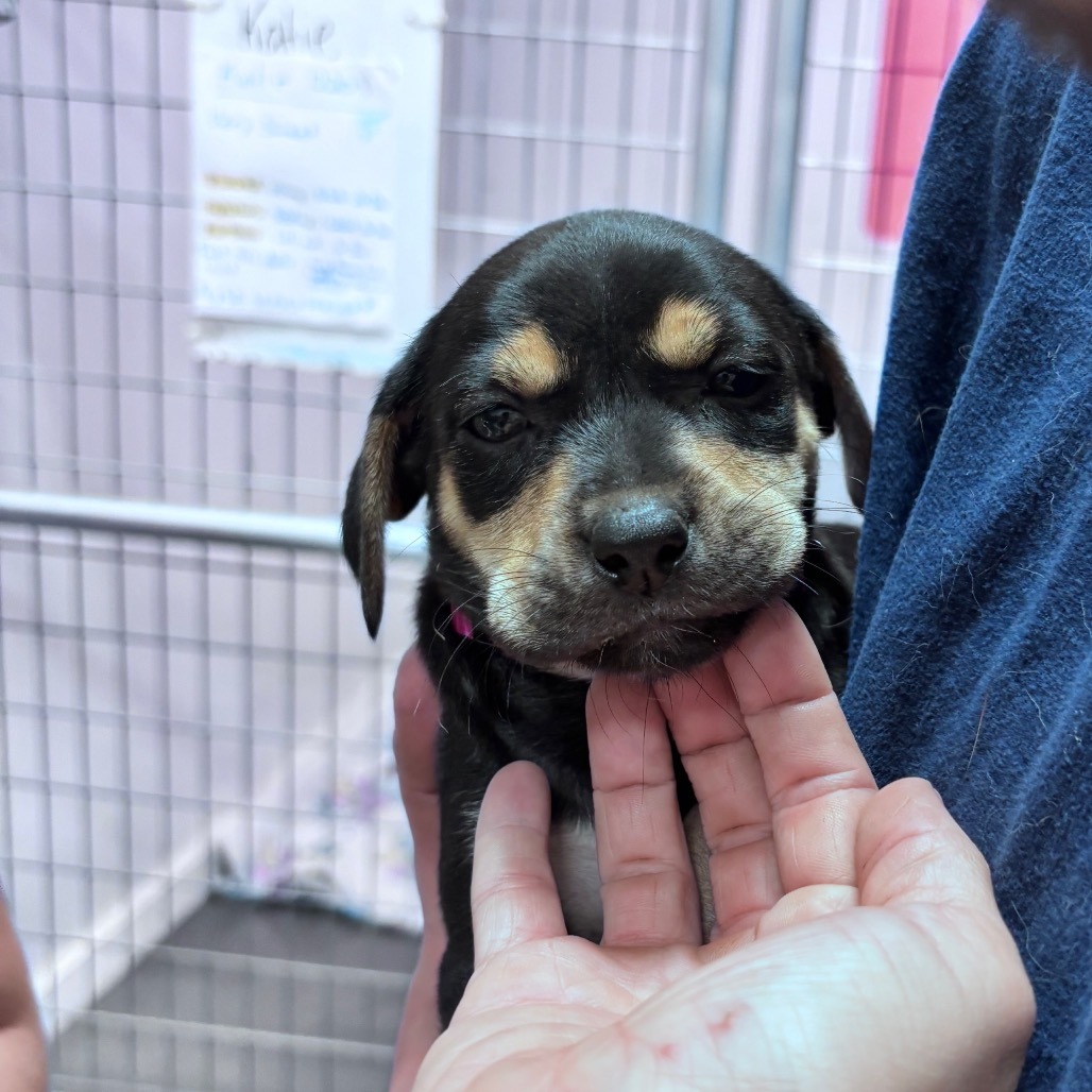 Blueberry-Pup Dark pink collar, an adoptable Mixed Breed in Bismarck, ND, 58507 | Photo Image 2
