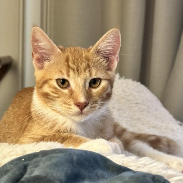 Nacho