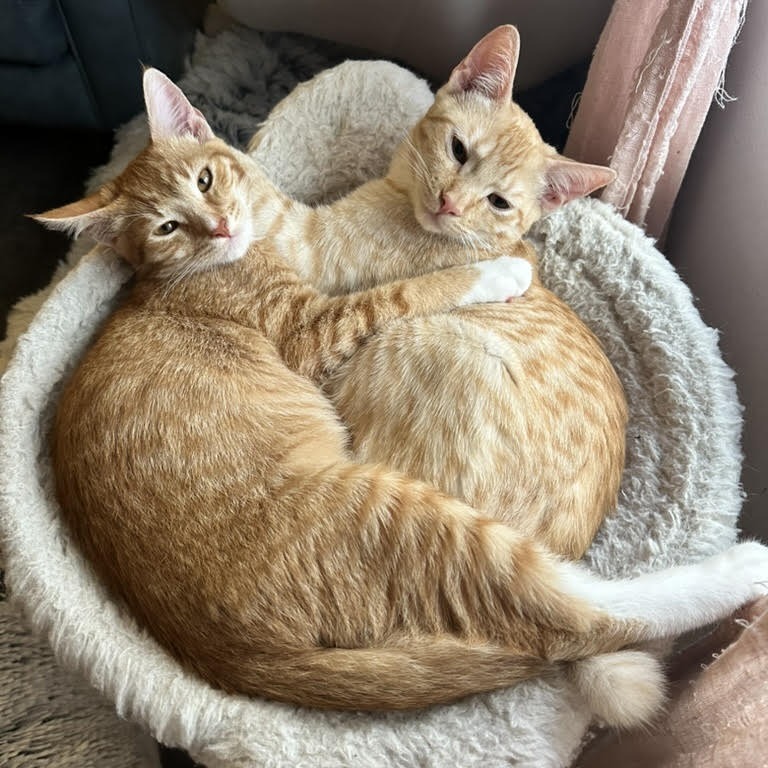 Nacho