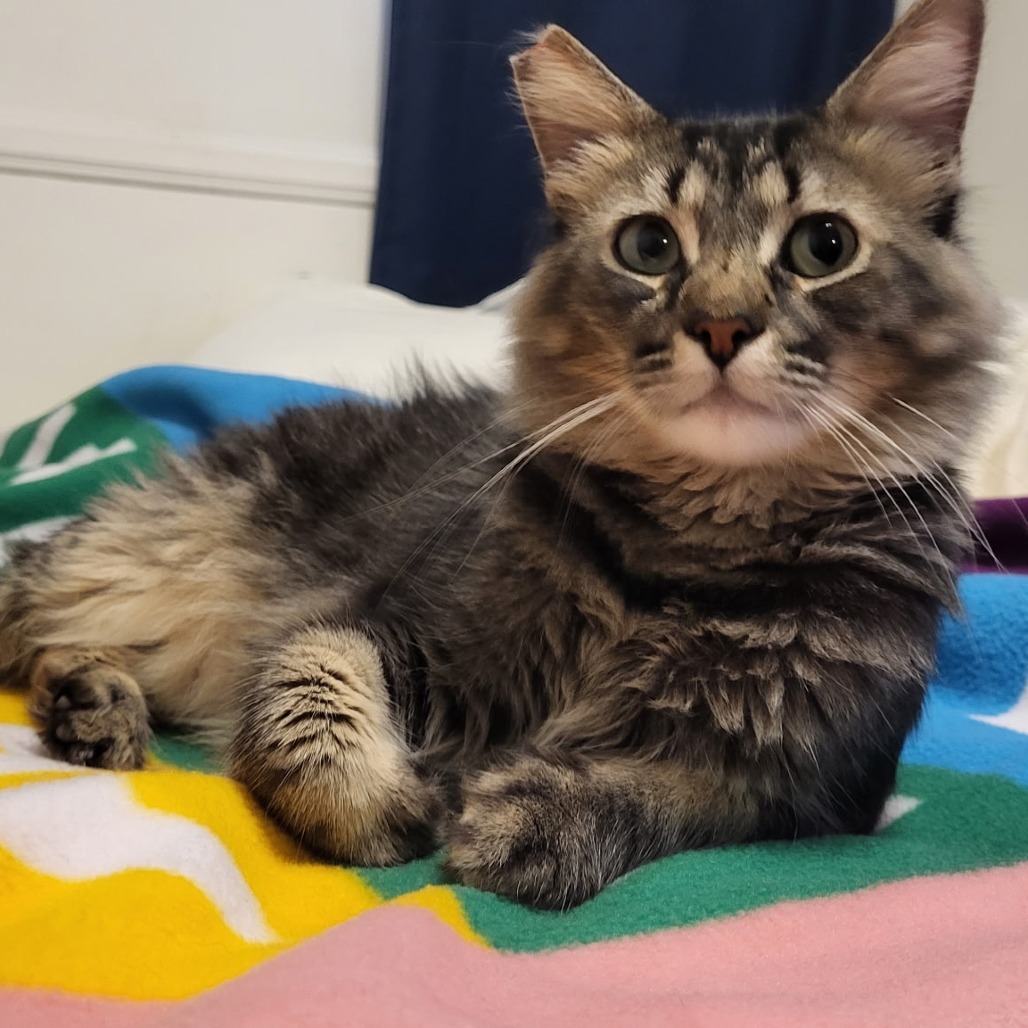 Augustus