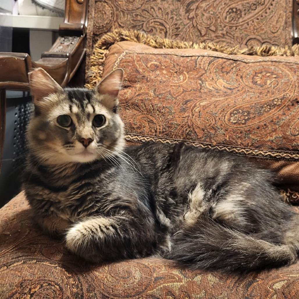 Augustus