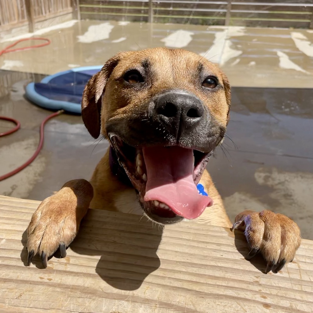 Penny