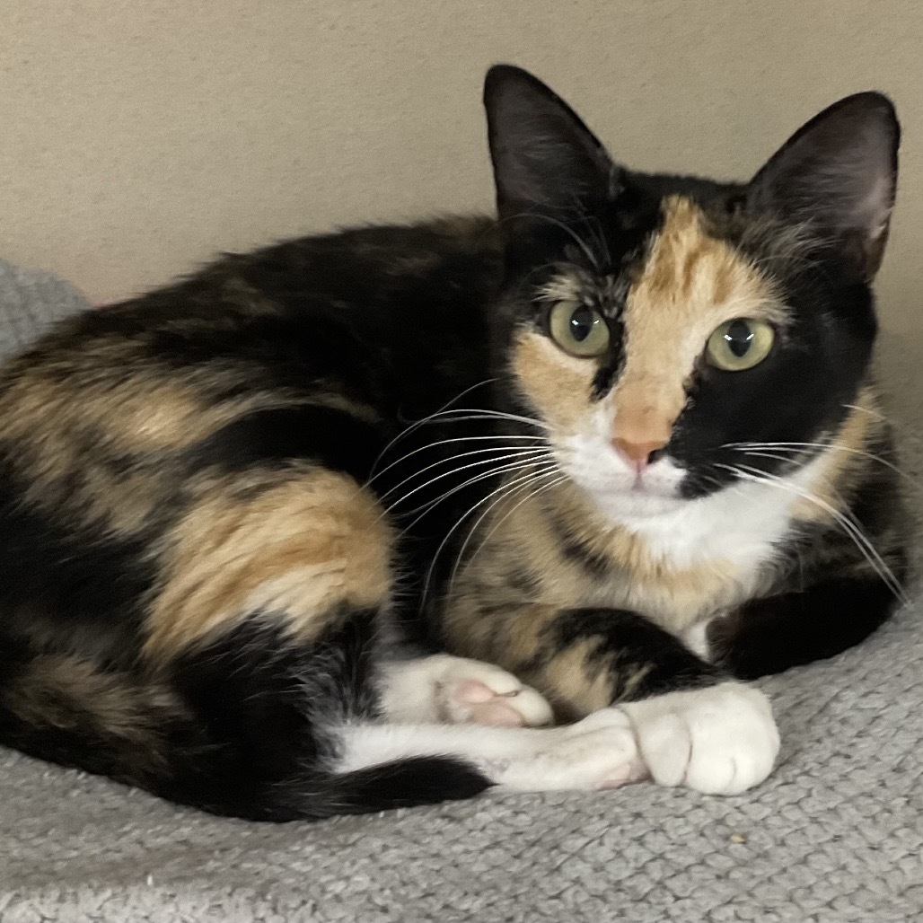 desiree (Lamar Mama 6), an adoptable Domestic Short Hair in Colorado Springs, CO, 80909 | Photo Image 1