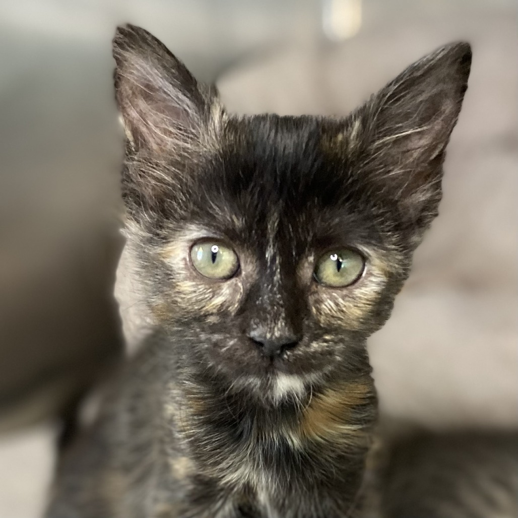 Cassidy Cat