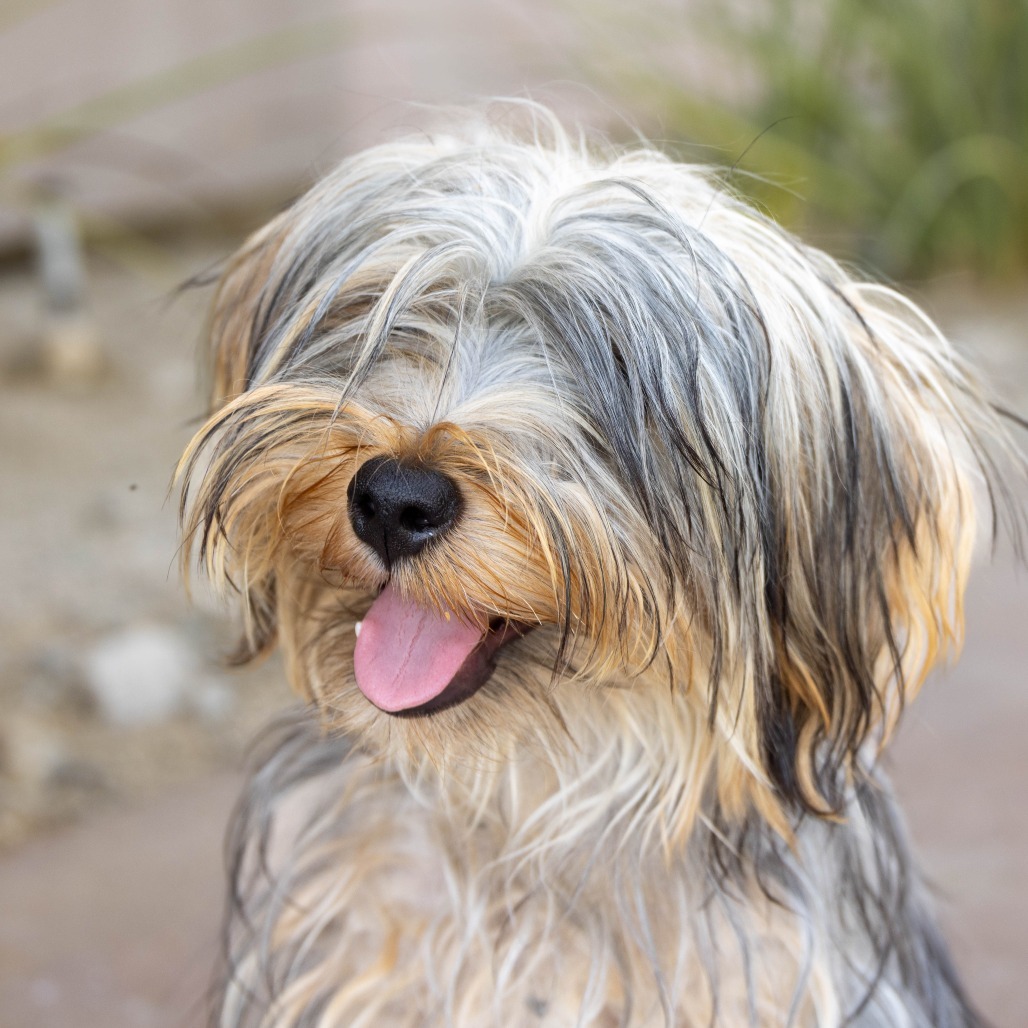 Benji