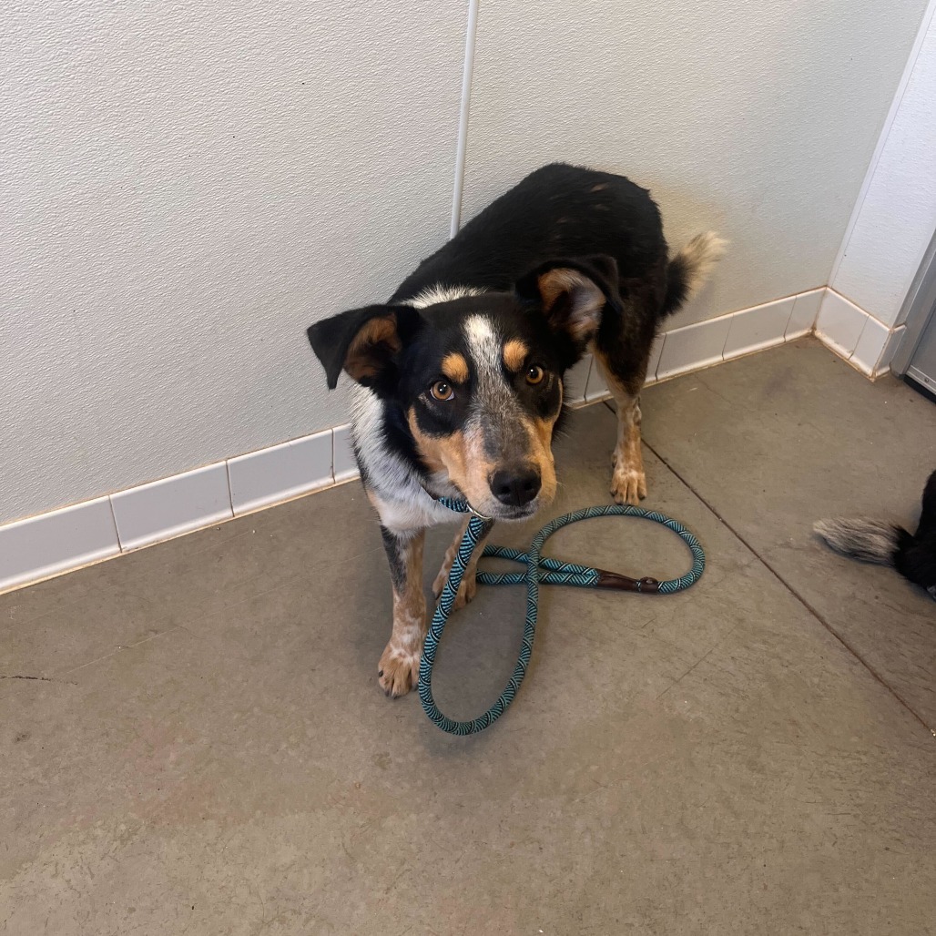 Sol (Chips), an adoptable Australian Cattle Dog / Blue Heeler, Border Collie in Rifle, CO, 81650 | Photo Image 2