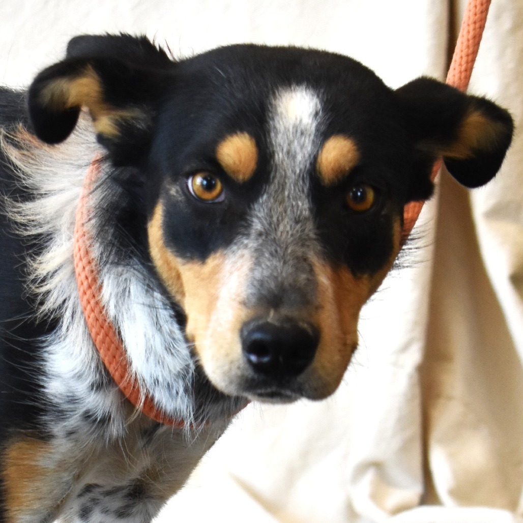 Sol (Chips), an adoptable Australian Cattle Dog / Blue Heeler, Border Collie in Rifle, CO, 81650 | Photo Image 3