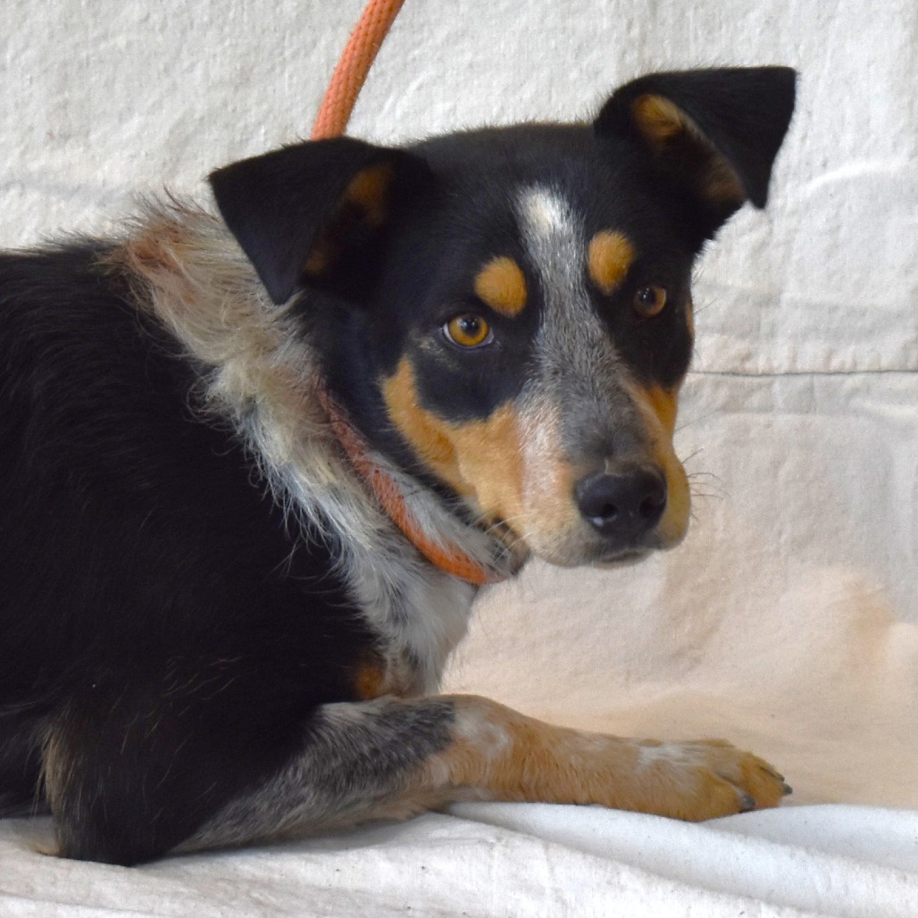 Sol (Chips), an adoptable Australian Cattle Dog / Blue Heeler, Border Collie in Rifle, CO, 81650 | Photo Image 4
