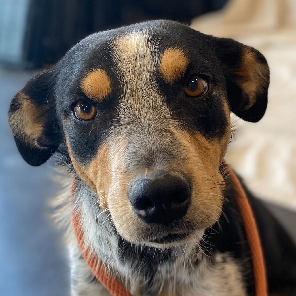 Sol (Chips), an adoptable Australian Cattle Dog / Blue Heeler, Border Collie in Rifle, CO, 81650 | Photo Image 5