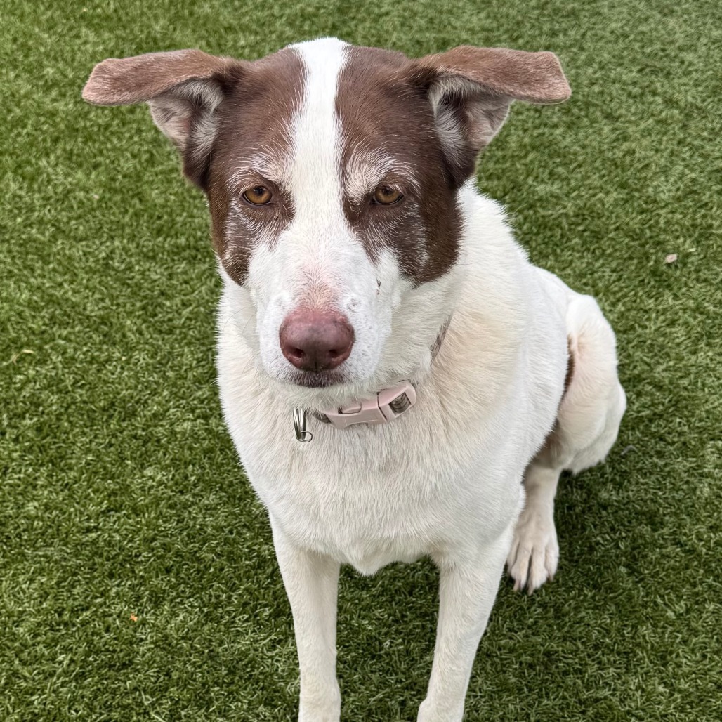 Princess, an adoptable Mixed Breed in Cody, WY, 82414 | Photo Image 1